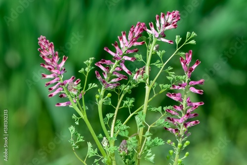 photographs of medicinal herbs and flowers growing in rural areas.