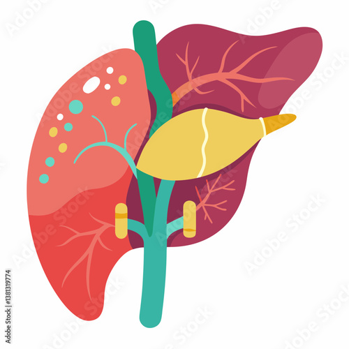 liver, organ, anatomy, internal, body, biology, medicine, healthcare, digestive, hepatology, hepatocyte, bile, blood, detox, function, abdominal, medical, science, disease, diagnosis, treatment, cirrh
