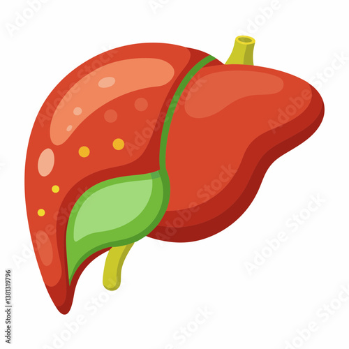 liver, organ, anatomy, internal, body, biology, medicine, healthcare, digestive, hepatology, hepatocyte, bile, blood, detox, function, abdominal, medical, science, disease, diagnosis, treatment, cirrh