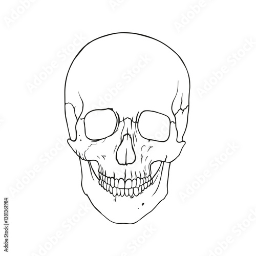 Human skull outline illustration. Anatomy line art drawing. Medicine atlas. Human bone structure.