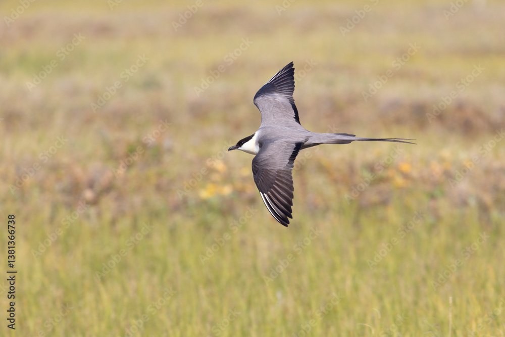 Long-tailed jaeger bird flies over the tundra