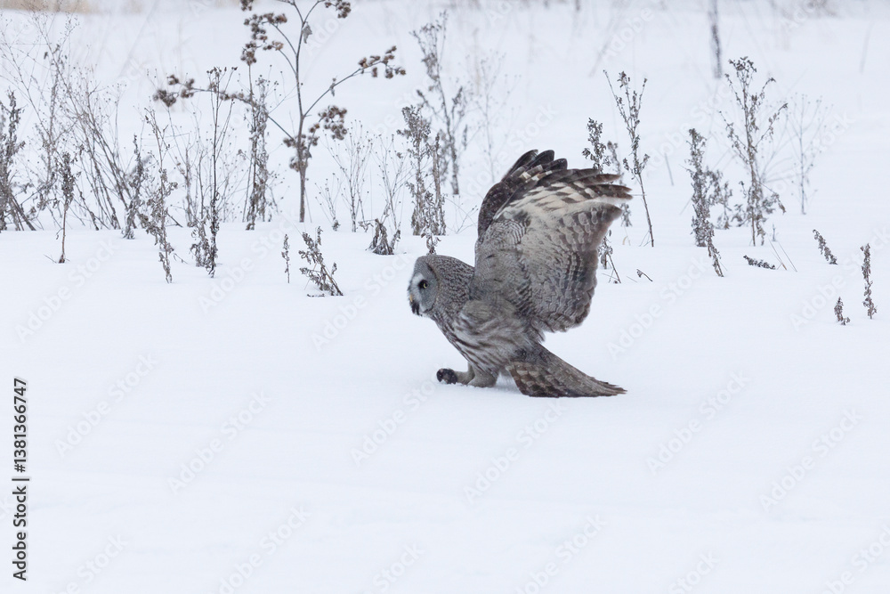 Great gray owl hunting a mouse on a winter day
