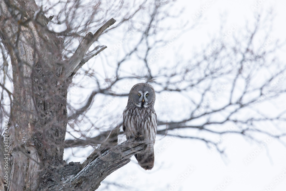 Great gray owl sitting on a tree branch