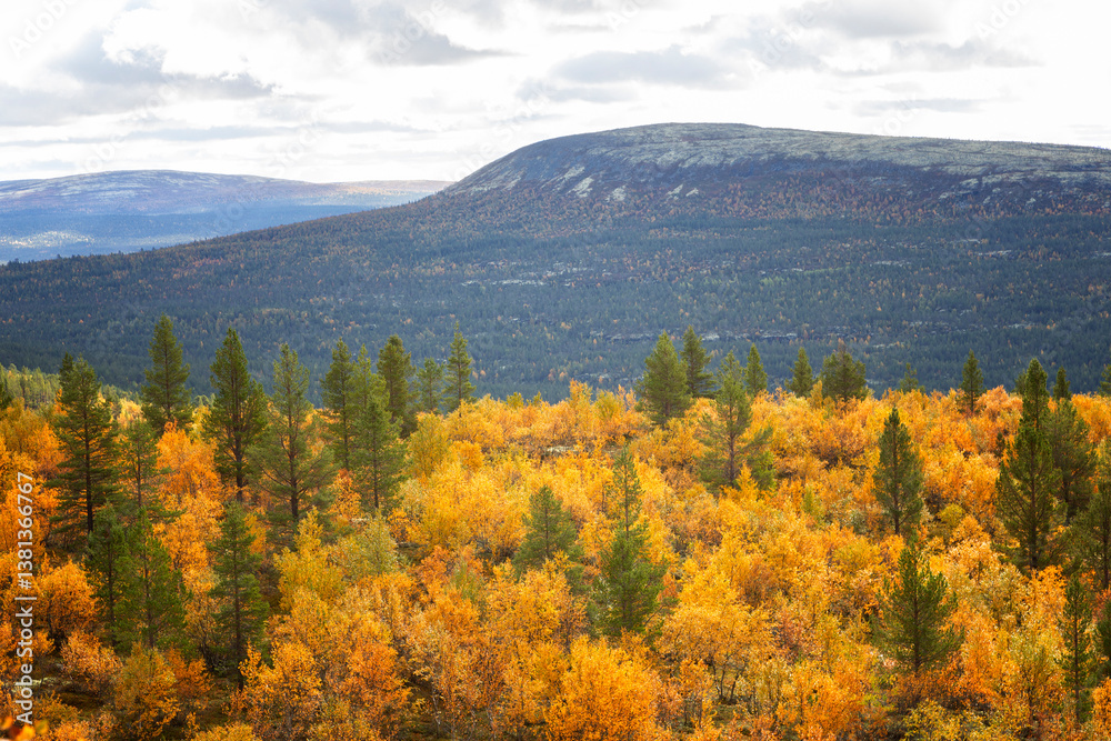 Beautiful autumn forest with bright yellow larches