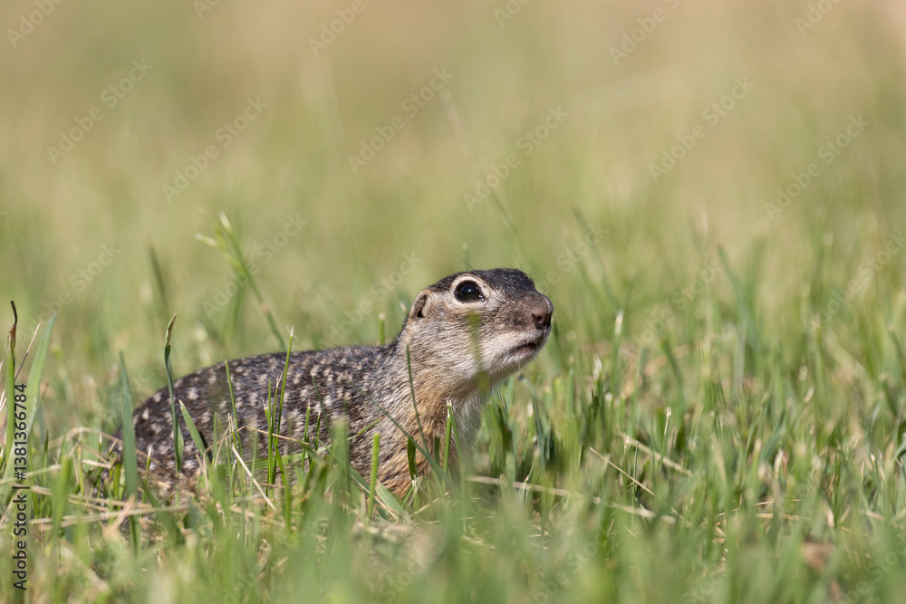 Speckled ground squirrel animal standing in the grass eating something