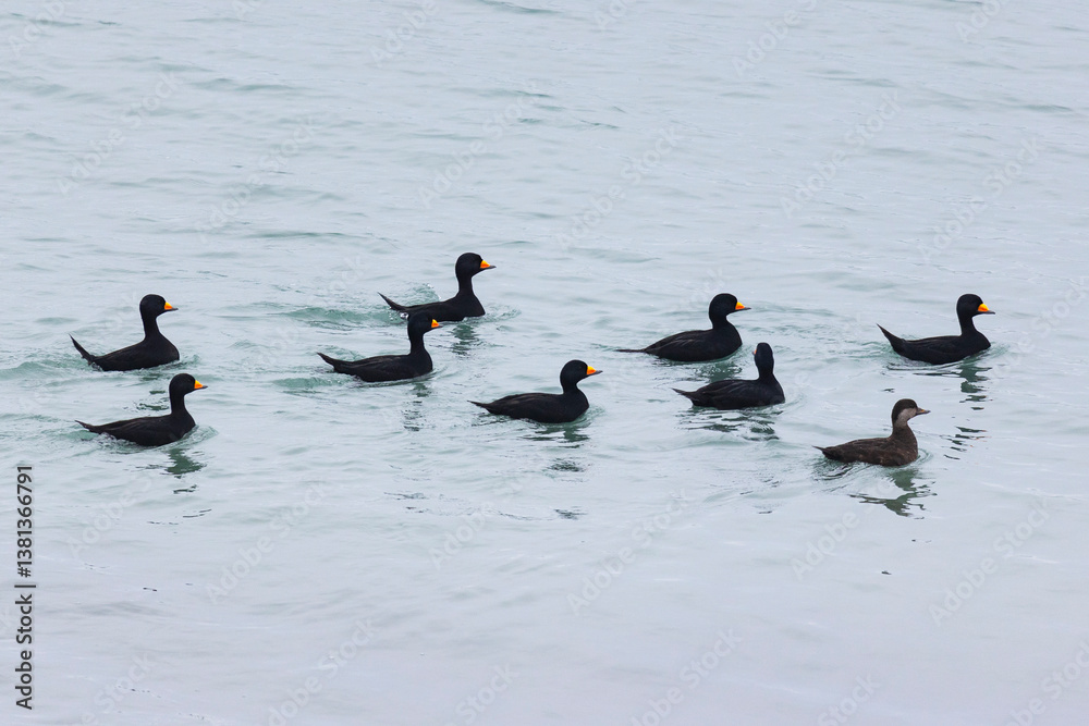 flock Black scoter birdfloats on the waves in the ocean