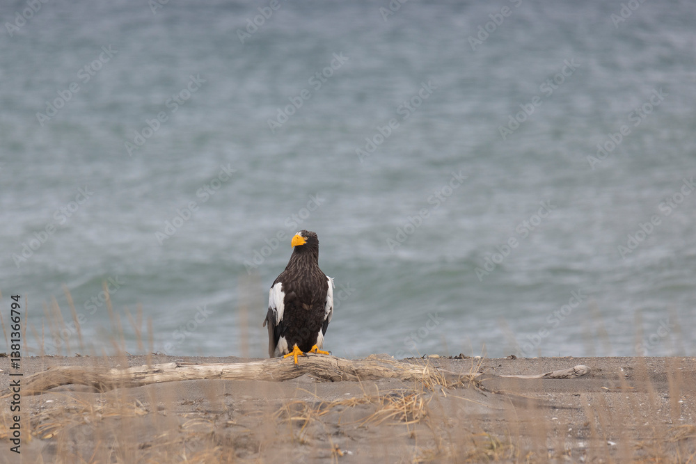 A Steller's sea eagle sits on the seashore close up, Russia
