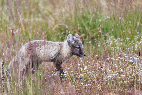 Obraz na płótnie A small arctic fox stands in the grass. Close-up w salonie