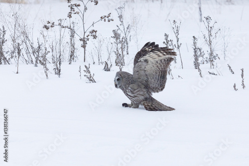 Obraz na płótnie Great gray owl hunting a mouse on a winter day w salonie