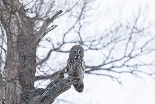 Obraz na płótnie Great gray owl sitting on a tree branch w salonie