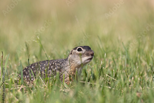Obraz na płótnie Speckled ground squirrel animal standing in the grass eating something w salonie