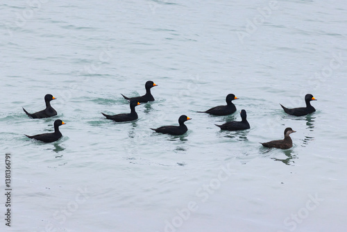 Obraz na płótnie flock Black scoter birdfloats on the waves in the ocean w salonie