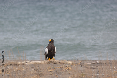 Obraz na płótnie A Steller's sea eagle sits on the seashore close up, Russia w salonie