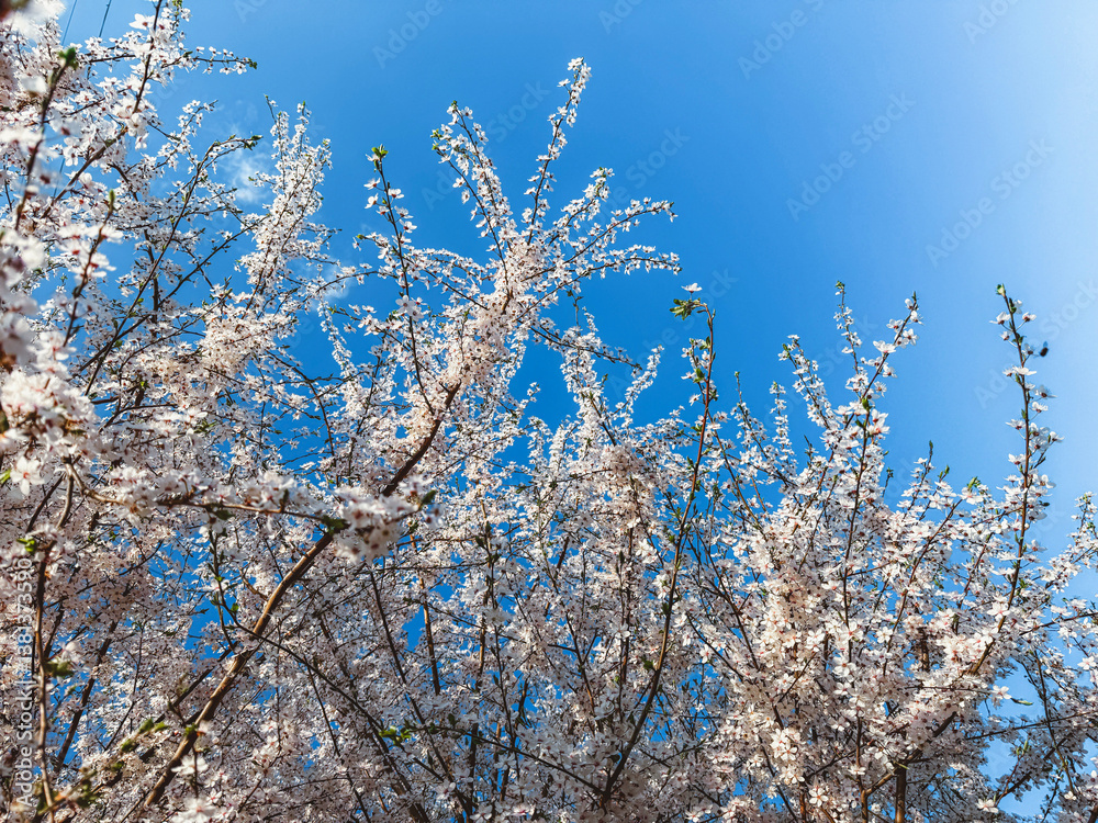 White Blossoming Tree Against Blue Sky – Spring Awakening and Nature’s Beauty White Blossoming Tree Against Blue Sky – Spring Awakening and Nature’s Beauty