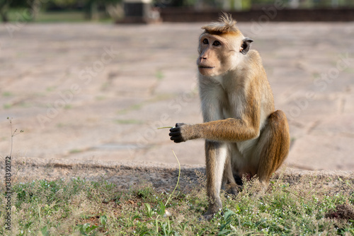 Portrait of monkey in the wild
