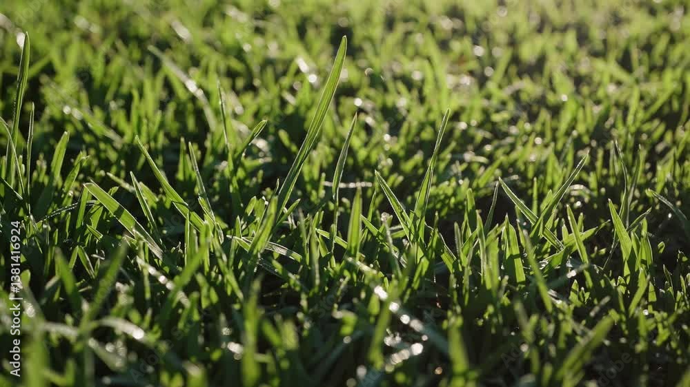 Close-up video of dewy grass blades in soft morning light, captured from a low angle, highlighting freshness and tranquility in nature. Live desktop wallpaper. Close-up video of dewy grass blades in soft morning light, captured from a low angle, highlighting freshness and tranquility in nature. Live desktop wallpaper.