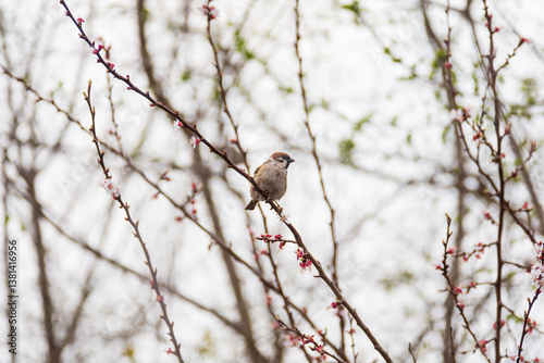 A cute little sparrow sits on a flowering apricot tree. photo