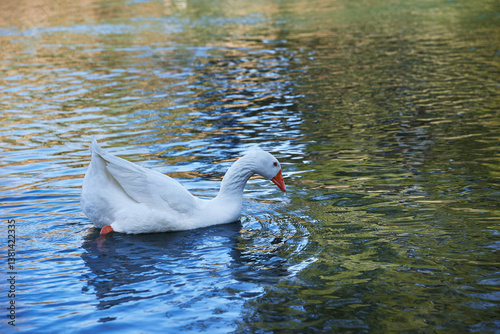 White goose in peaceful waters