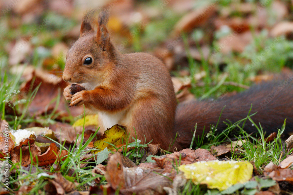 Ecureuil roux mangeant une noisette sur fond de paysage d'automne. Ecureuil roux mangeant une noisette sur fond de paysage d'automne.