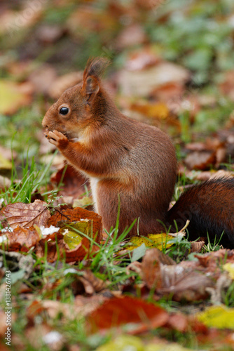 Ecureuil roux mangeant une noisette sur fond de paysage d'automne.