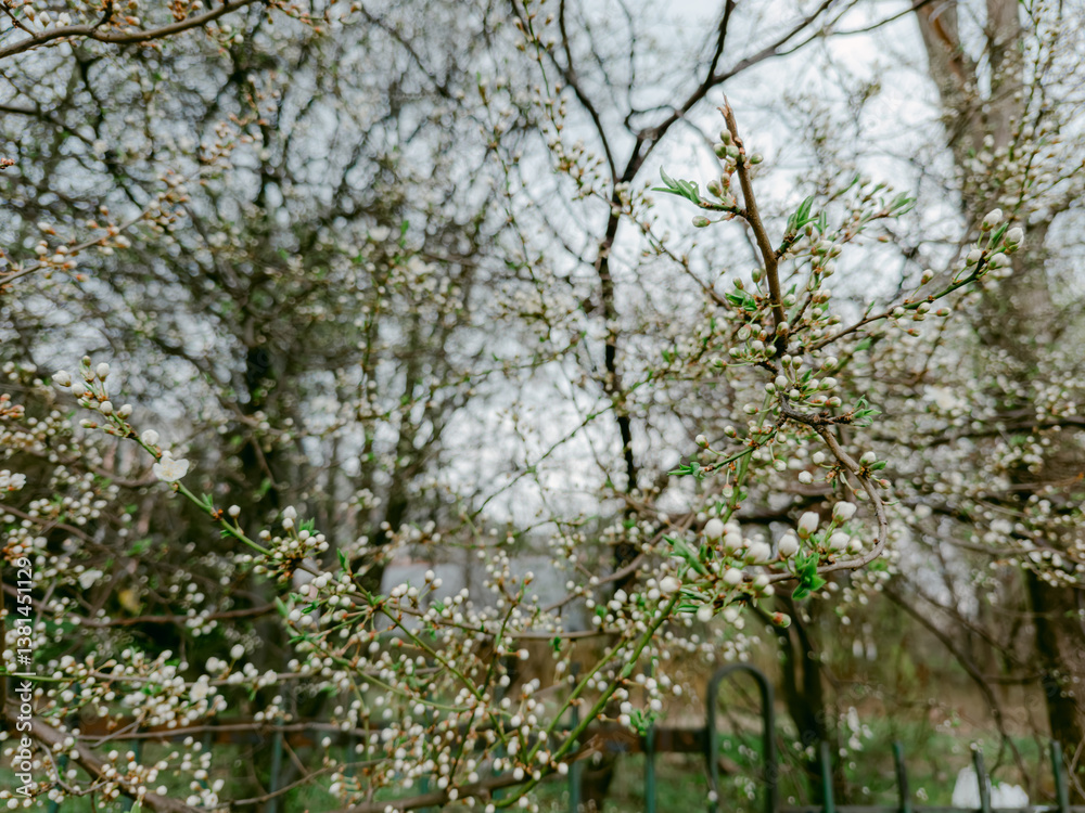 Close-Up of Blooming Branch – Delicate Spring Flowers in Full Blossom Close-Up of Blooming Branch – Delicate Spring Flowers in Full Blossom