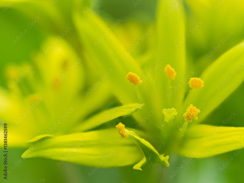 beautiful yellow spring flowers in the garden