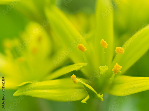 Obraz na płótnie beautiful yellow spring flowers in the garden w salonie