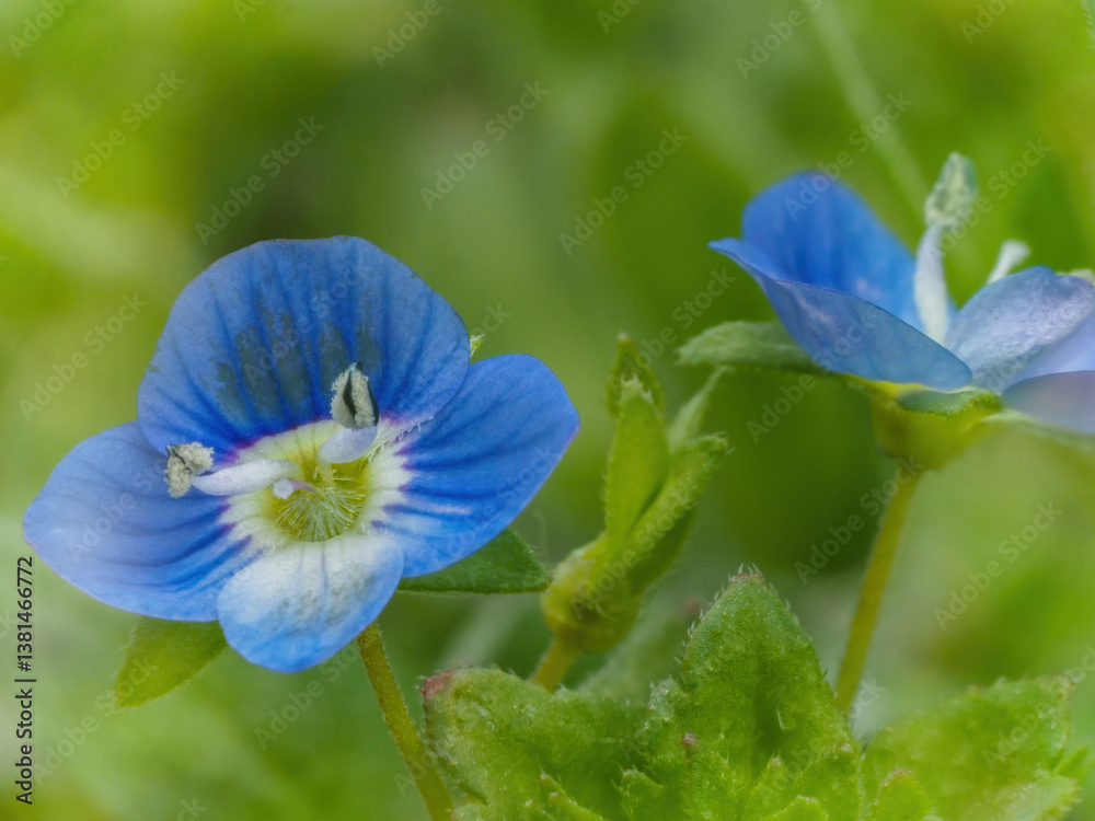 blue flower in a the meadow