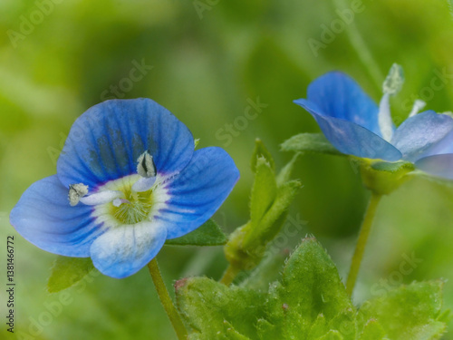 Obraz na płótnie blue flower in a the meadow w salonie