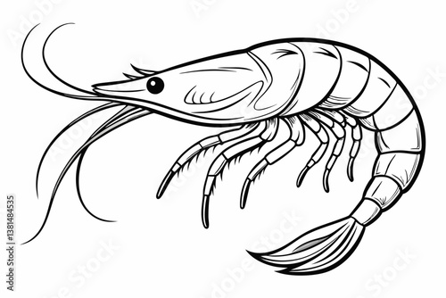 coloring page line art the shrimp black vector