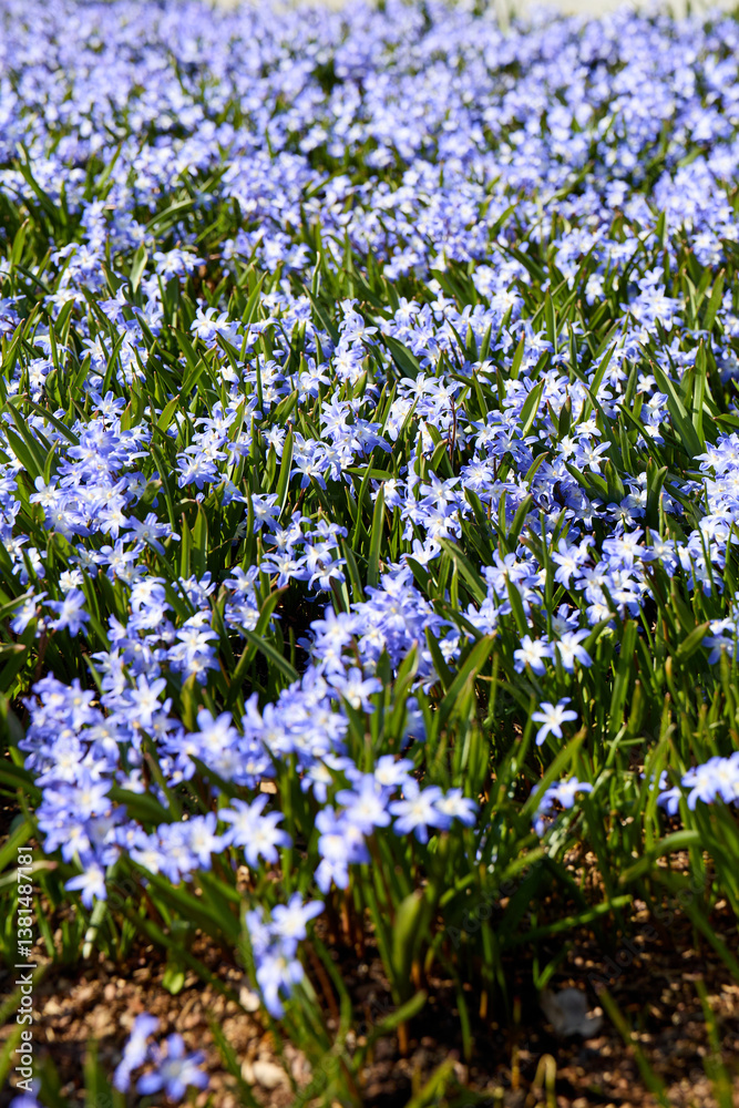 Fototapeta premium forget me not flowers