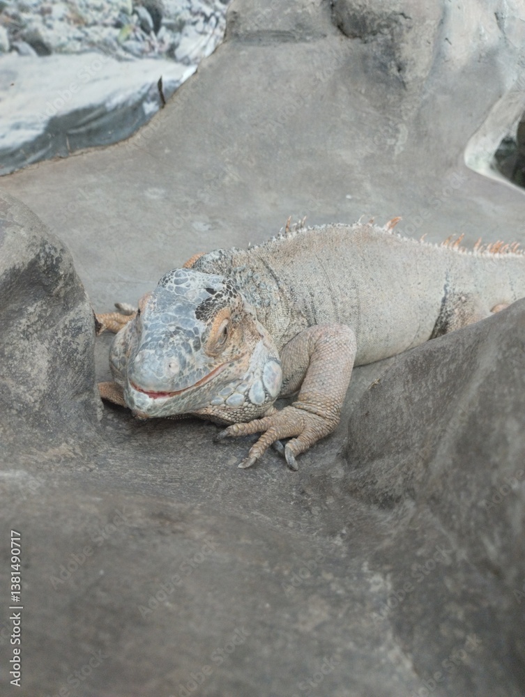 big iguana, reptile terrarium, zoo
