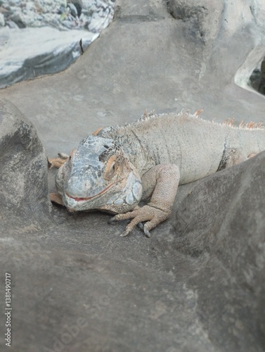  big iguana, reptile terrarium, zoo