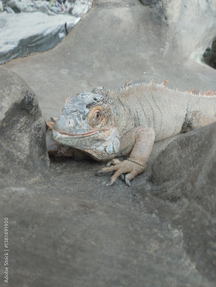 big iguana, reptile terrarium, zoo