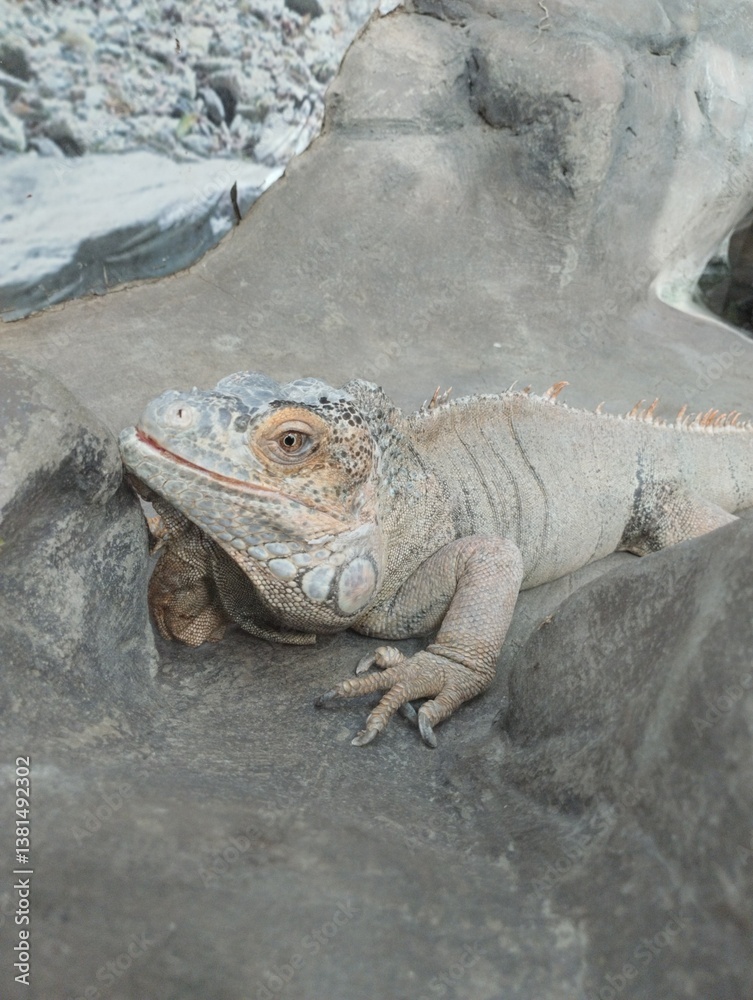 big iguana, reptile terrarium, zoo