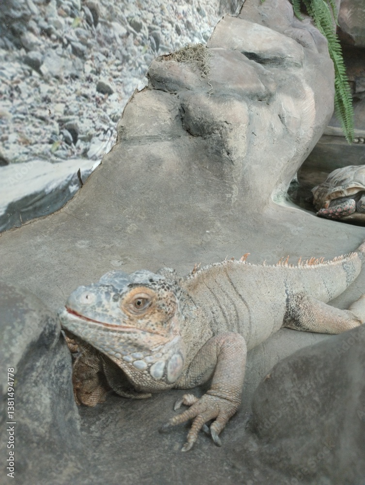 big iguana, reptile terrarium, zoo