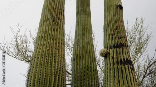 Saguaro cactus towering under the evening sky at Organ Pipe Cactus National Monument in Arizona