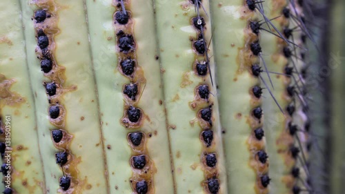 This close-up showcases the textured green surface of a saguaro cactus, highlighting the dark areoles and sharp spines. The setting captures the essence of desert flora.