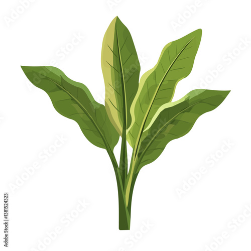 2D flat vector illustration of Plantain, isolated on a white background.