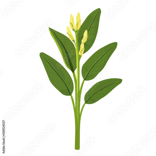 2D flat vector illustration of Plantain, isolated on a white background.