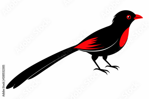 long tailed manakin black silhouette vector