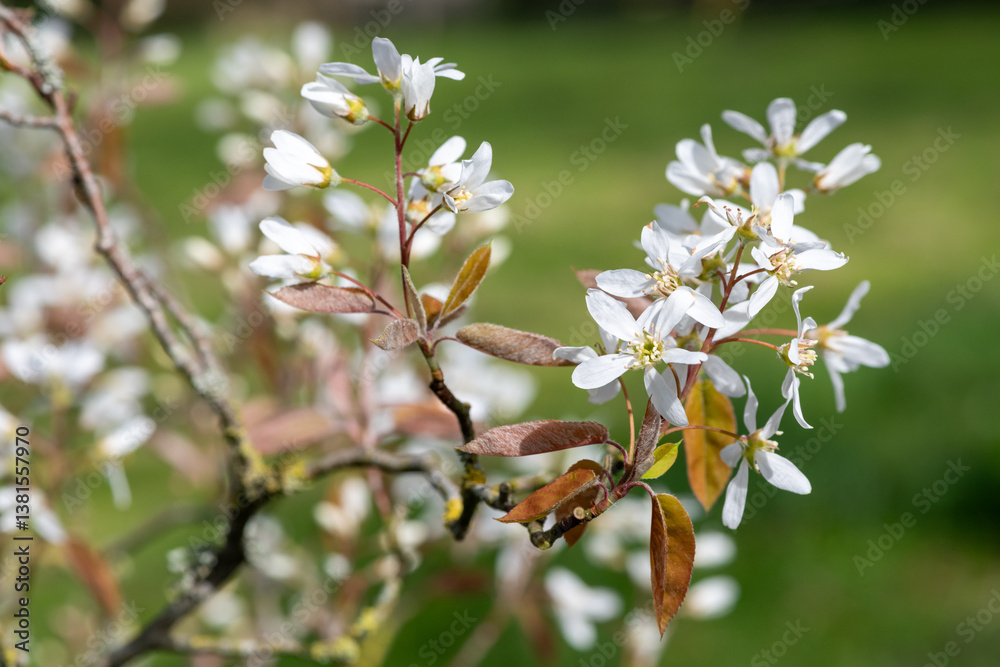 Close up of smooth serviceberry (amelanchier laevis) flowers in bloom Close up of smooth serviceberry (amelanchier laevis) flowers in bloom
