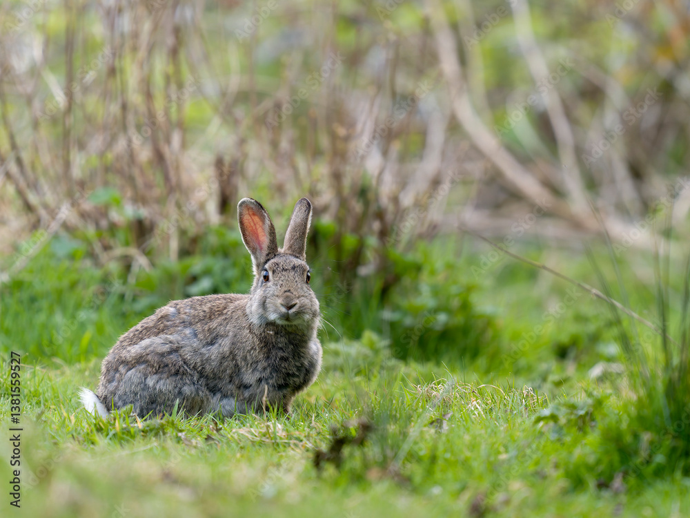 Fototapeta premium European rabbit, Oryctolagus cuniculus