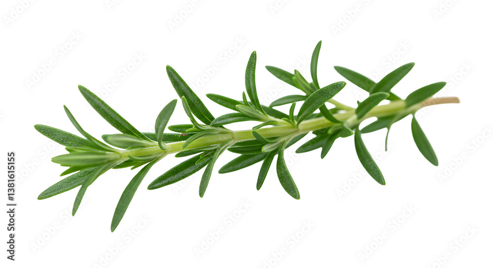 Fresh Rosemary Sprig Isolated on White Background Close Up View Fresh Rosemary Sprig Isolated on White Background Close Up View