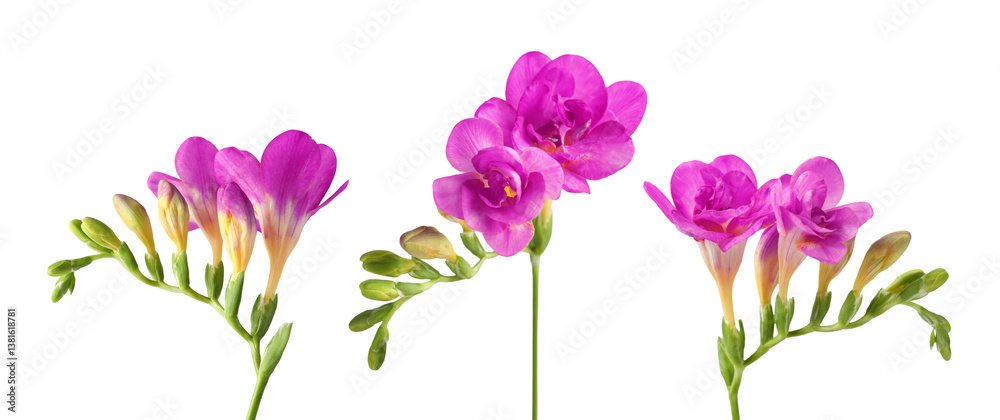 Freesia branches with fragrant magenta flowers on white background, set Freesia branches with fragrant magenta flowers on white background, set