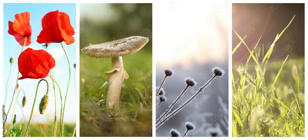 Four seasons of year. Collage with pictures of nature in winter, summer, fall and spring