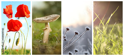 Obraz na płótnie Four seasons of year. Collage with pictures of nature in winter, summer, fall and spring w salonie