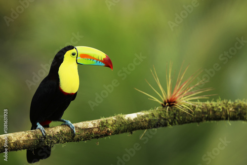 Obraz na płótnie Keel-billed Toucan, Ramphastos sulfuratus, sitting on the branch in the rainforest, green vegetation, Costa Rica. w salonie
