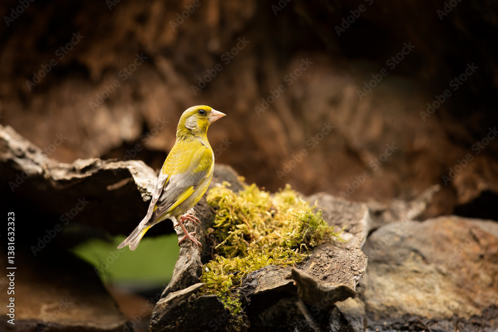 Bird - European Greenfinch (Chloris chloris) is a small songbird of the family Fringillidae and order of the Passeriformes.