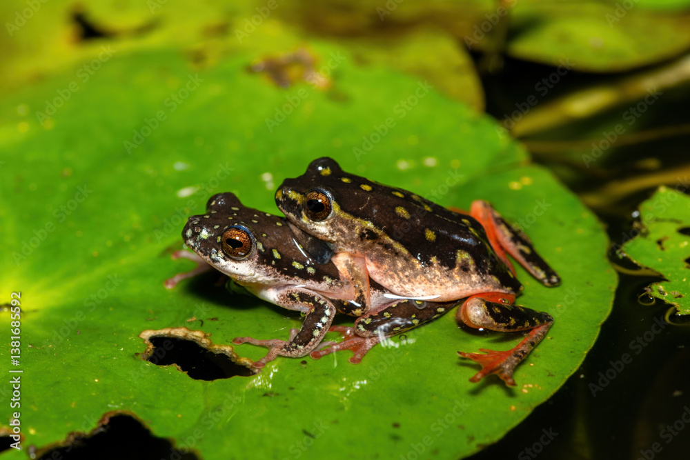 A cute painted reed frog (Hyperolius marmoratus marmoratus), also known as a marbled reed frog, in amplexus 